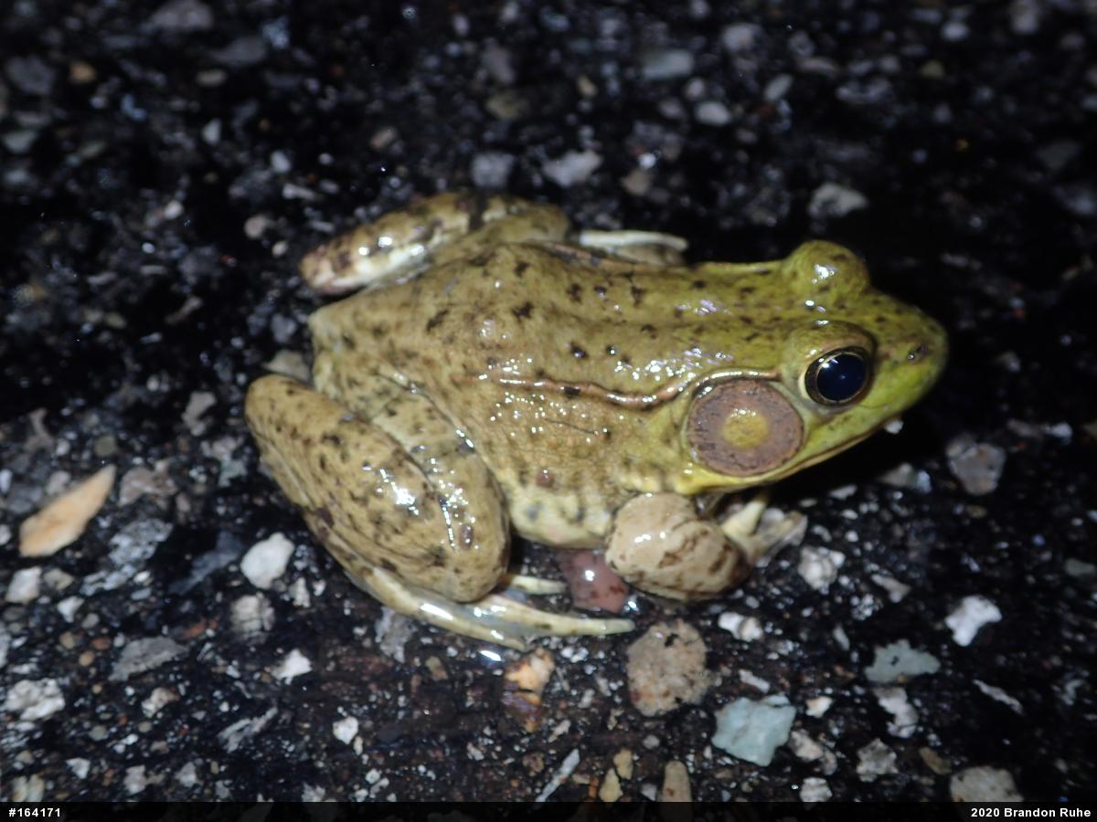 Green Frog