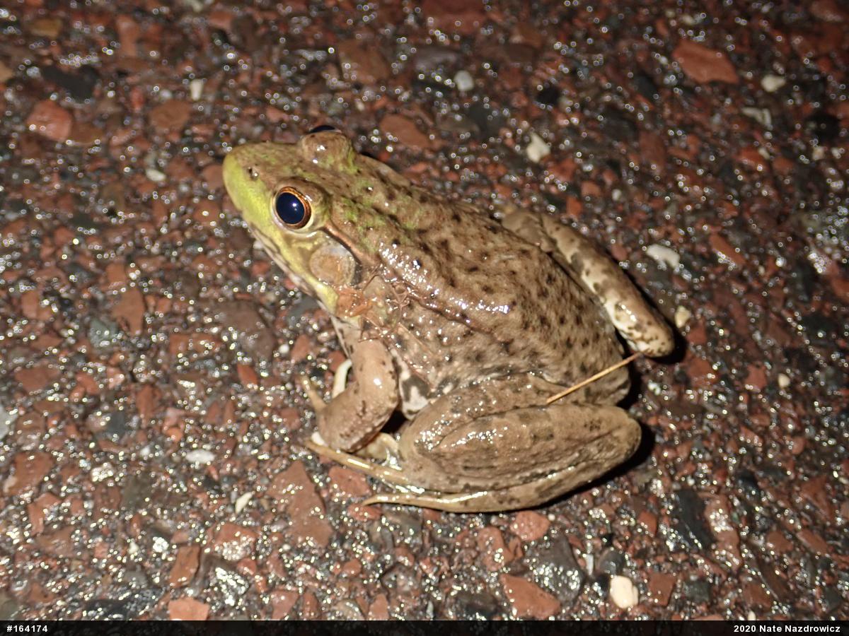 Green Frog