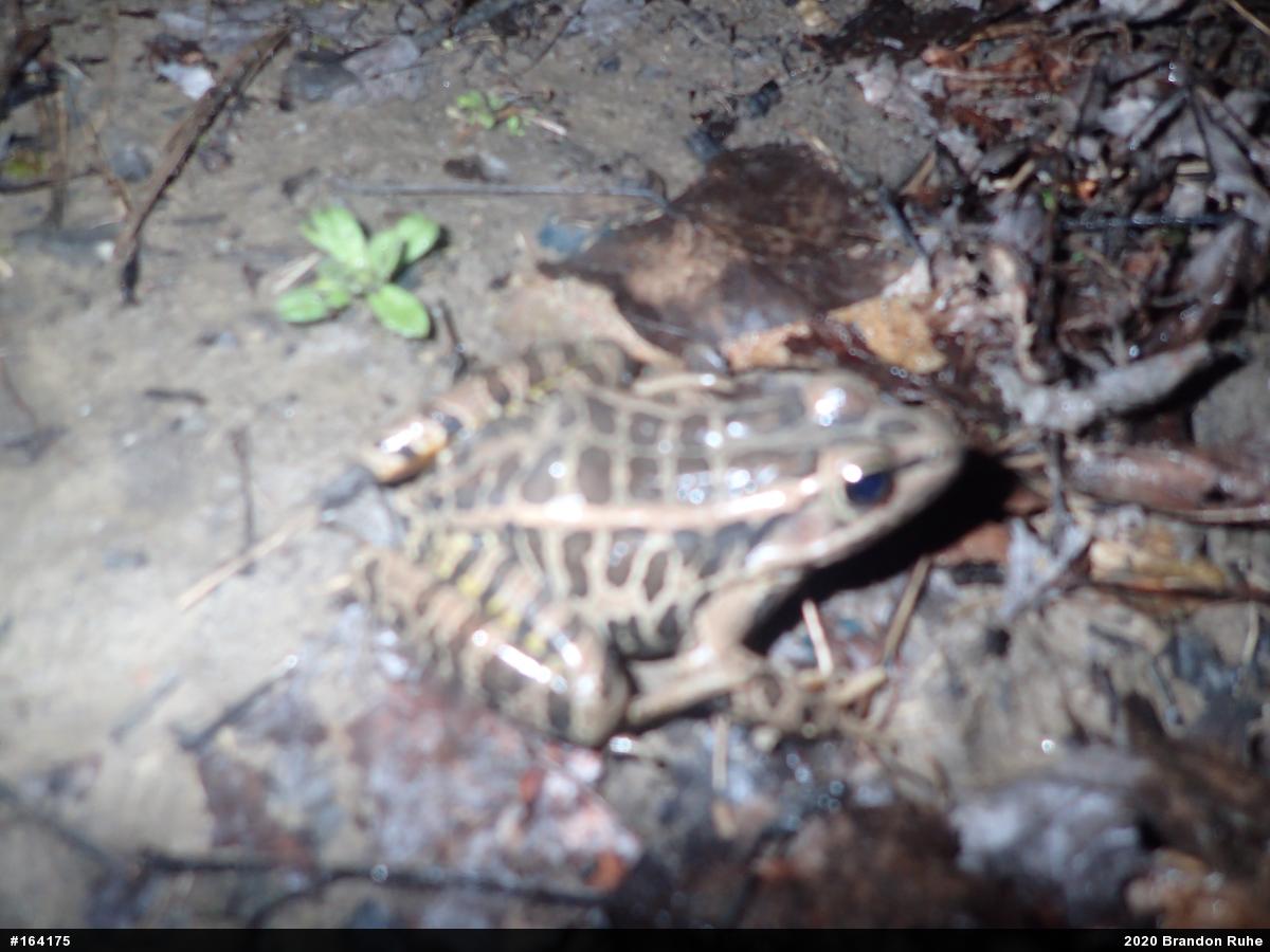 Pickerel Frog