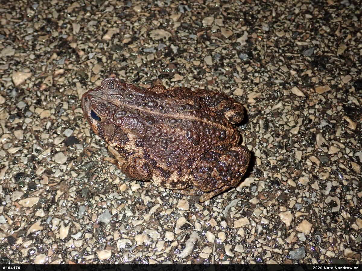 Eastern American Toad