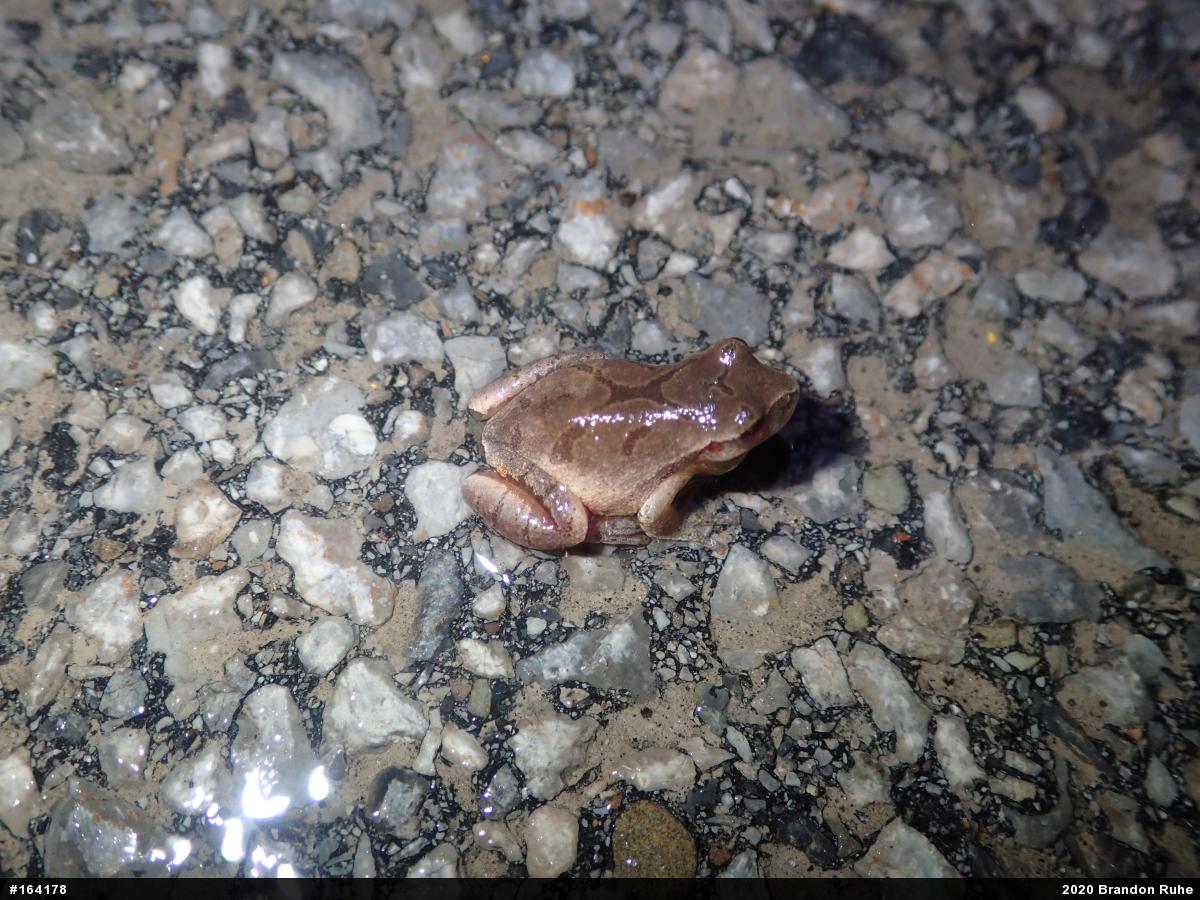 Spring Peeper