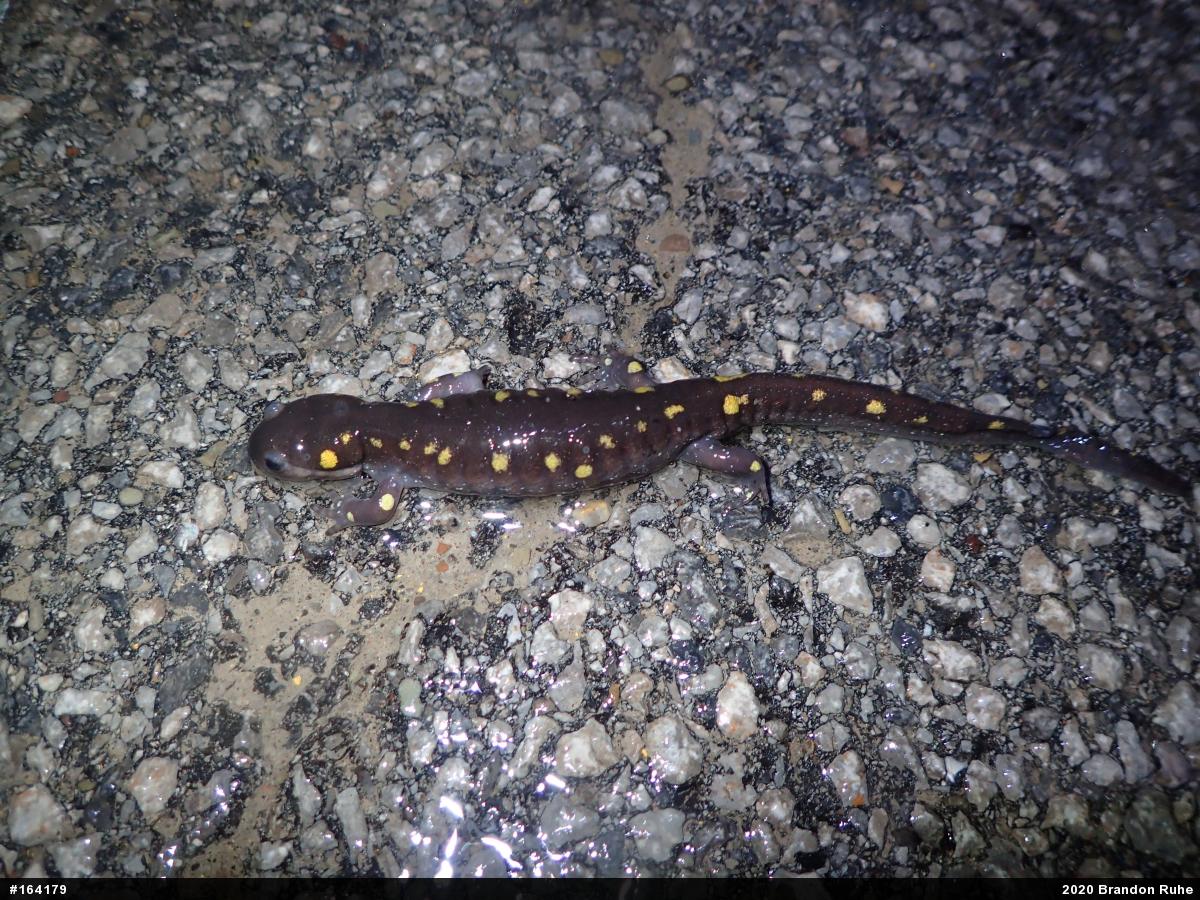 Spotted Salamander