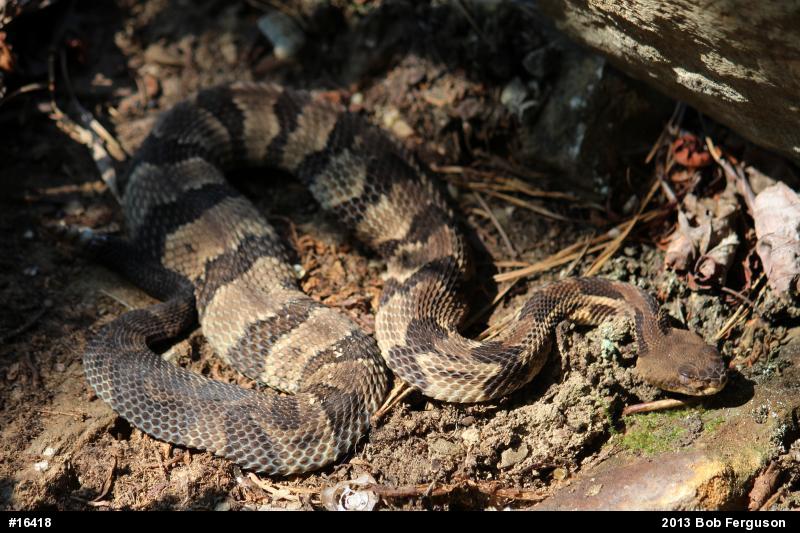 Timber Rattlesnake
