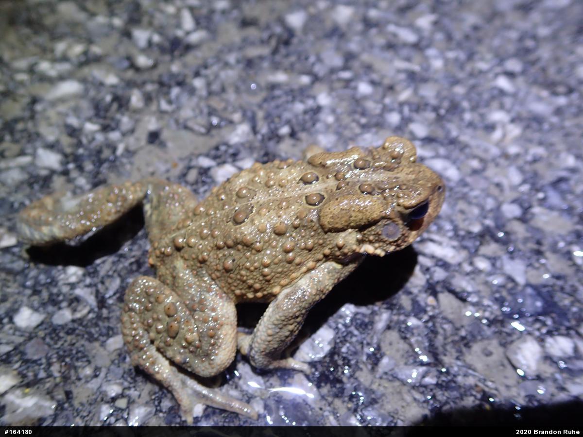 Eastern American Toad