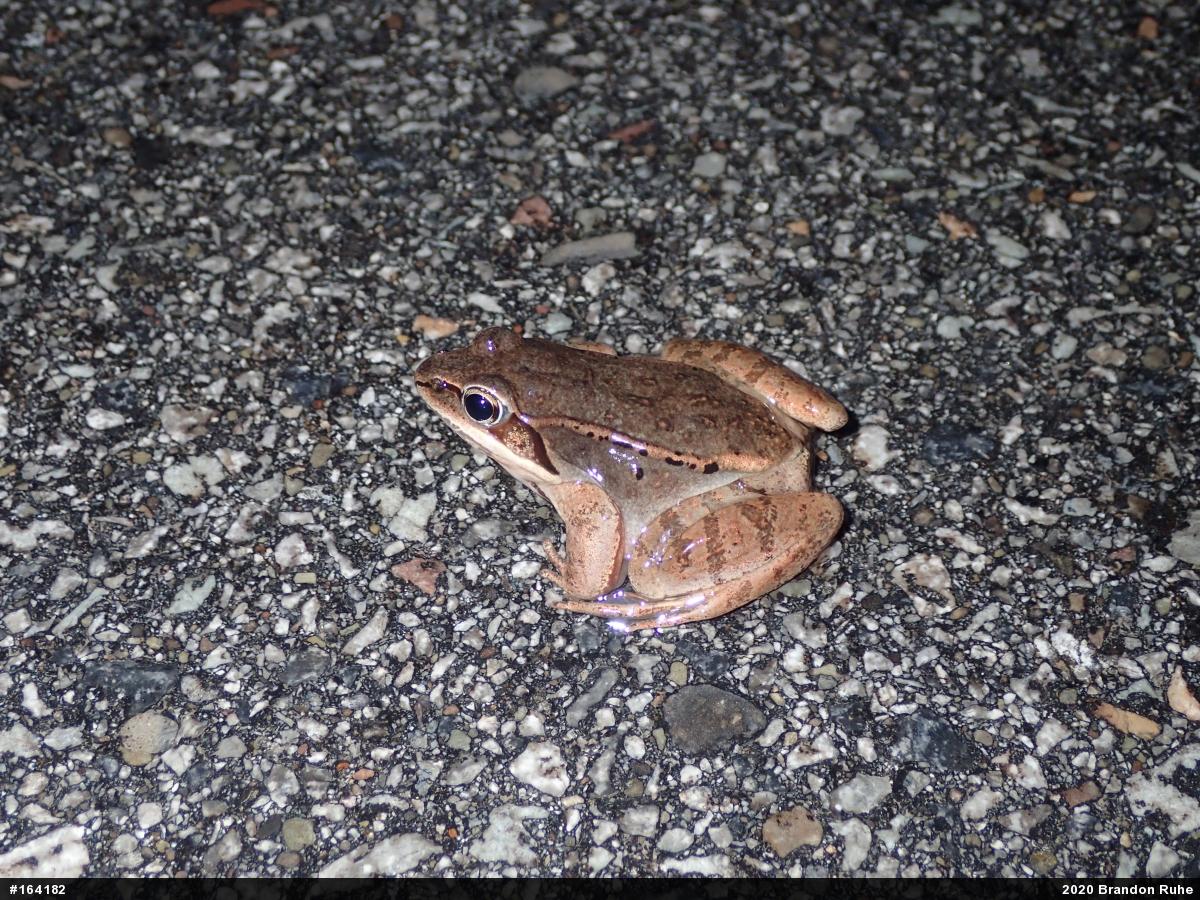 Wood Frog