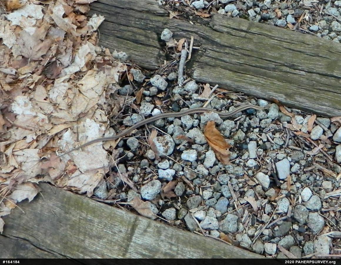 Eastern Gartersnake