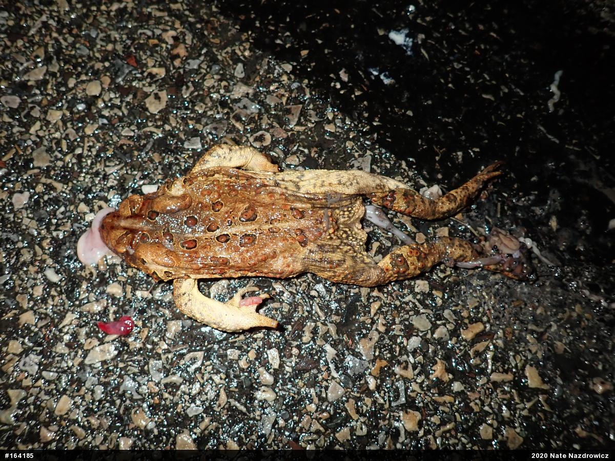 Eastern American Toad