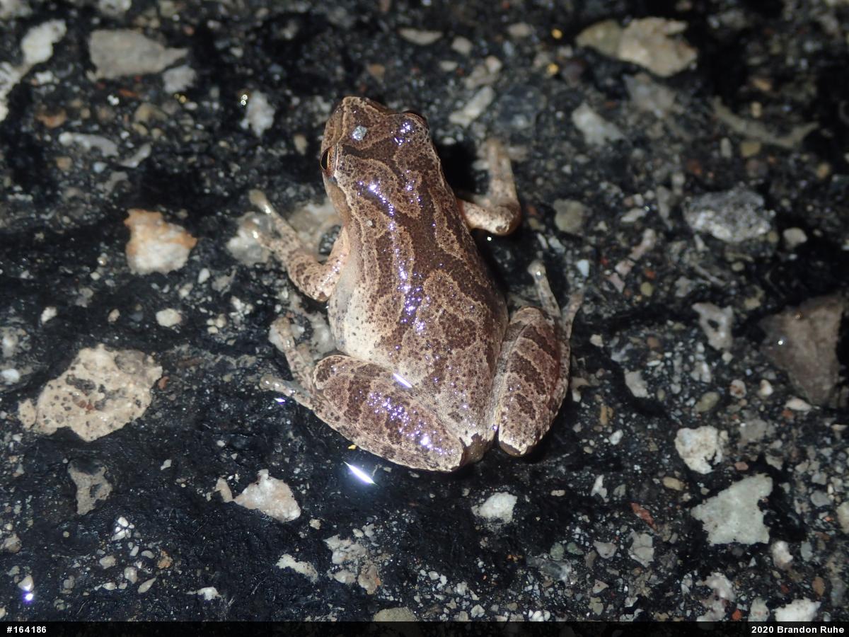 Spring Peeper