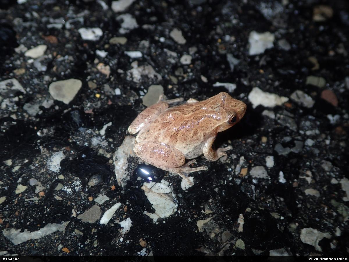 Spring Peeper