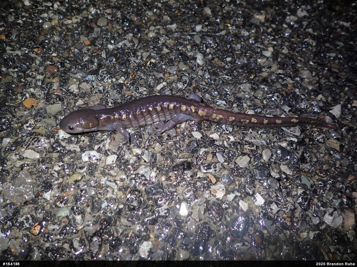 Spotted Salamander