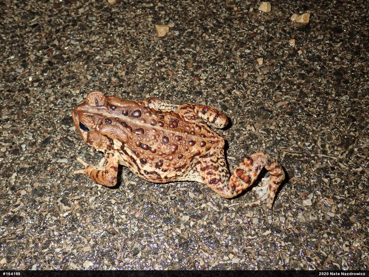 Eastern American Toad