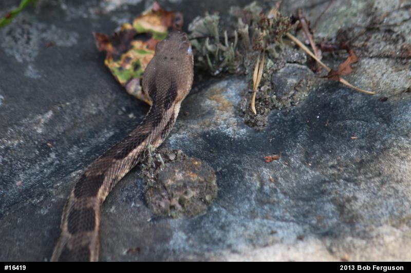 Timber Rattlesnake