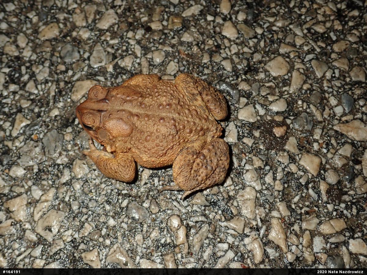 Eastern American Toad