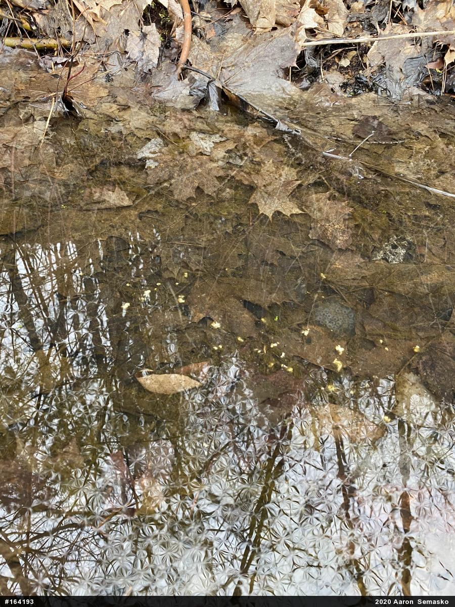 Spotted Salamander