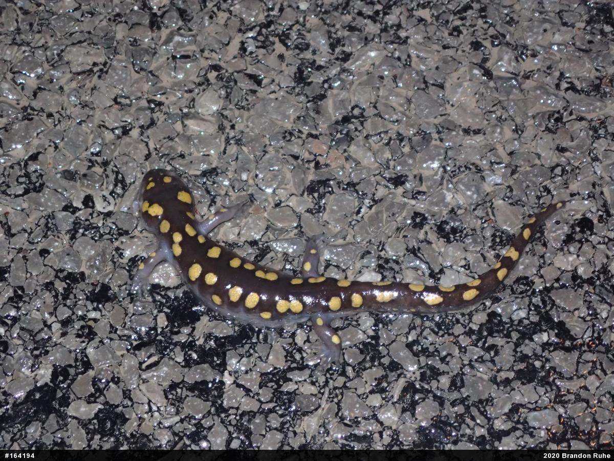 Spotted Salamander
