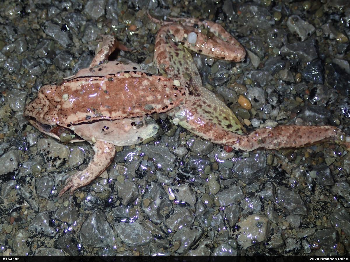 Wood Frog