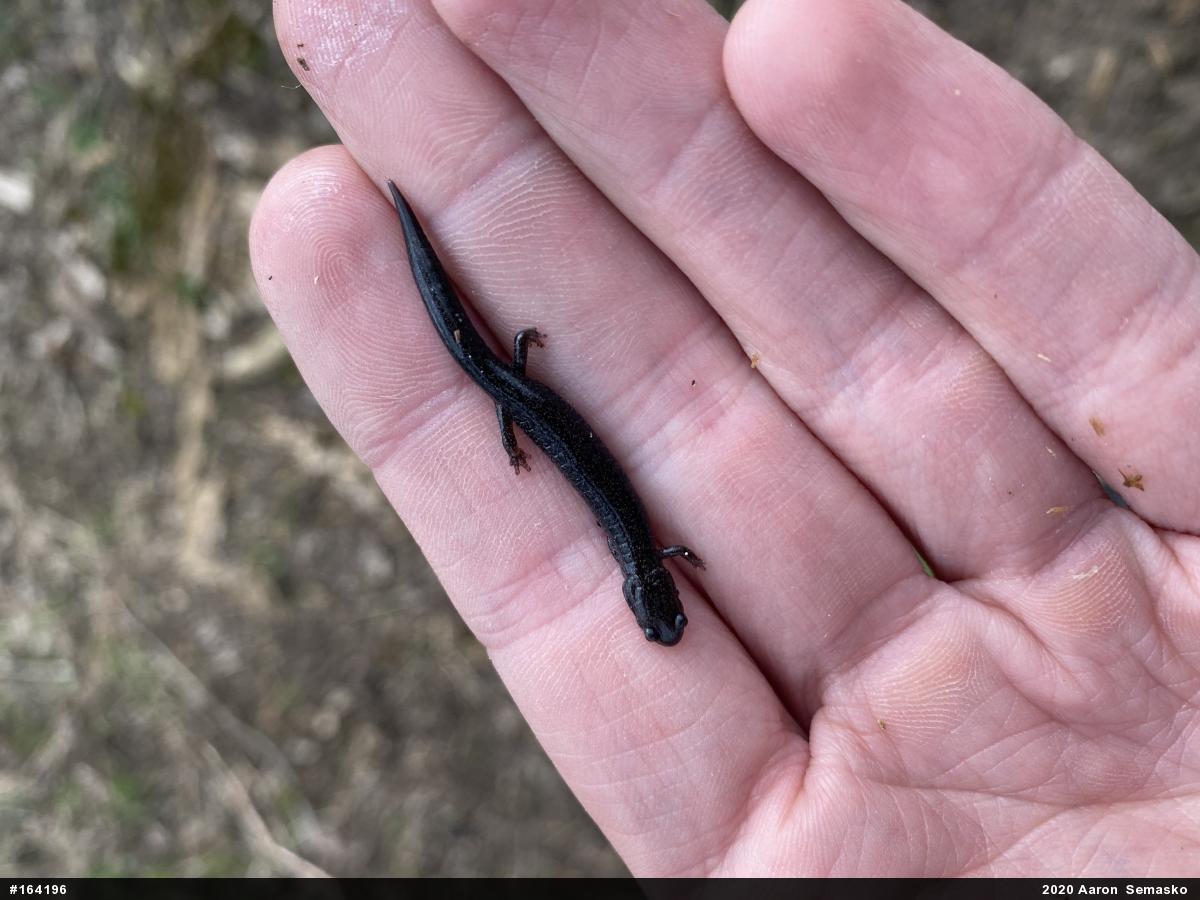 Eastern Red-backed  Salamander