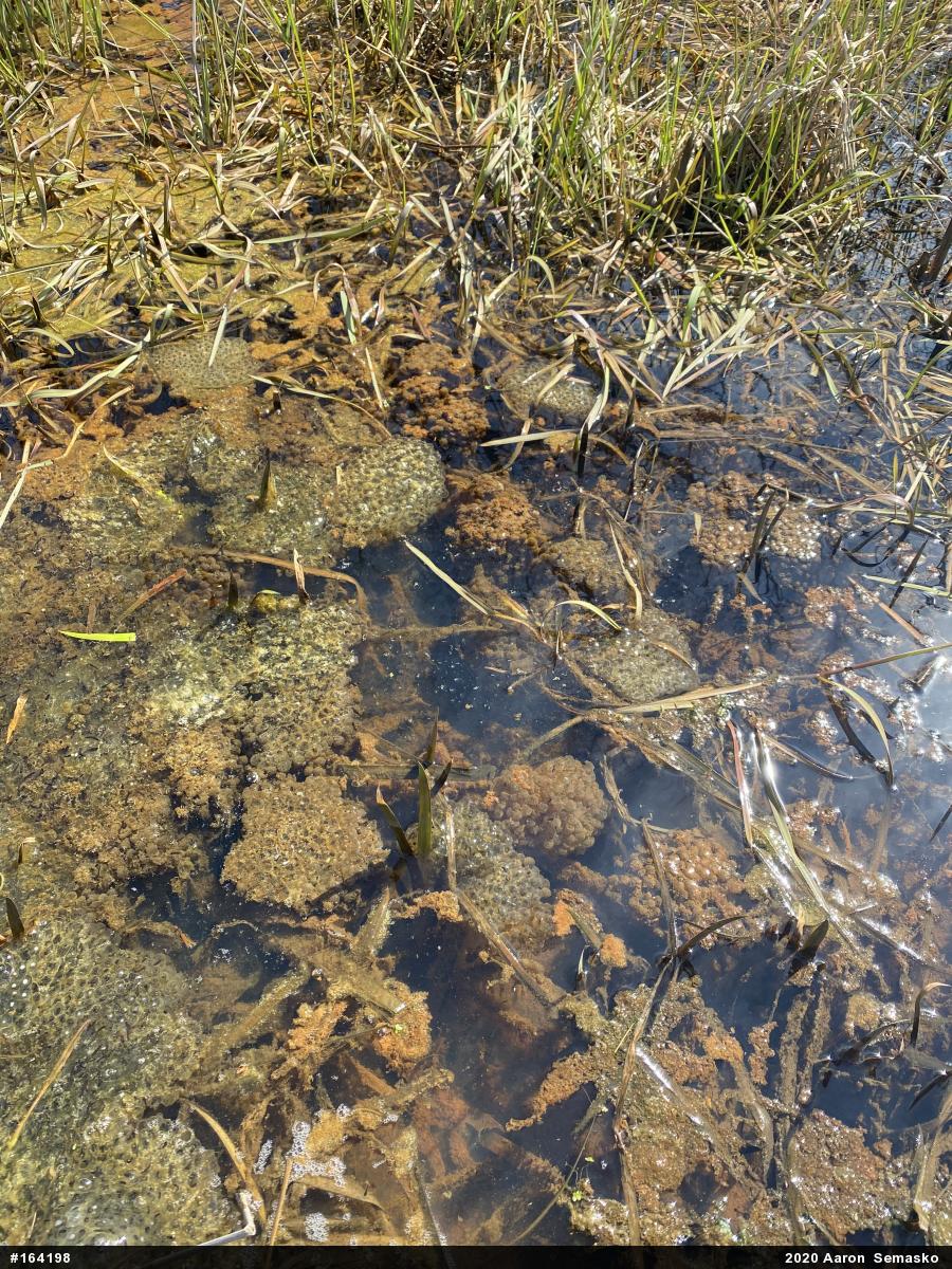 Wood Frog