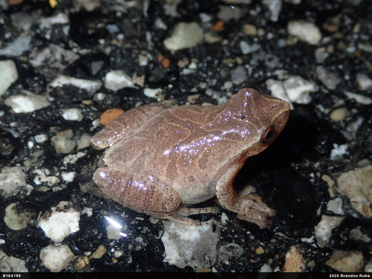 Spring Peeper