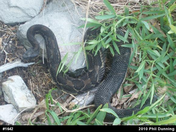Timber Rattlesnake