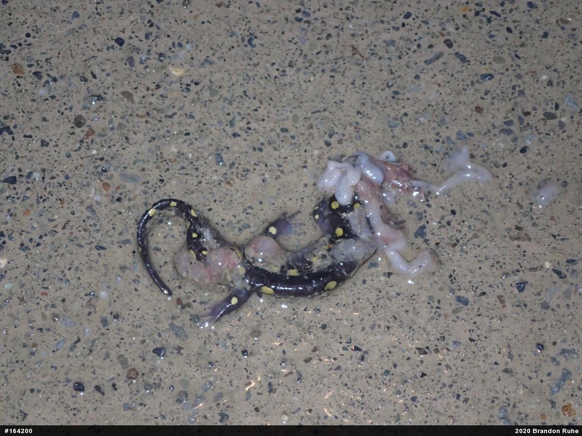 Spotted Salamander