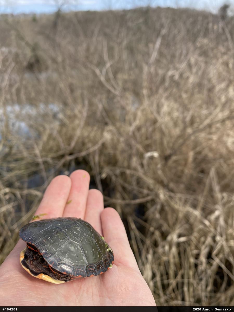 Painted Turtle