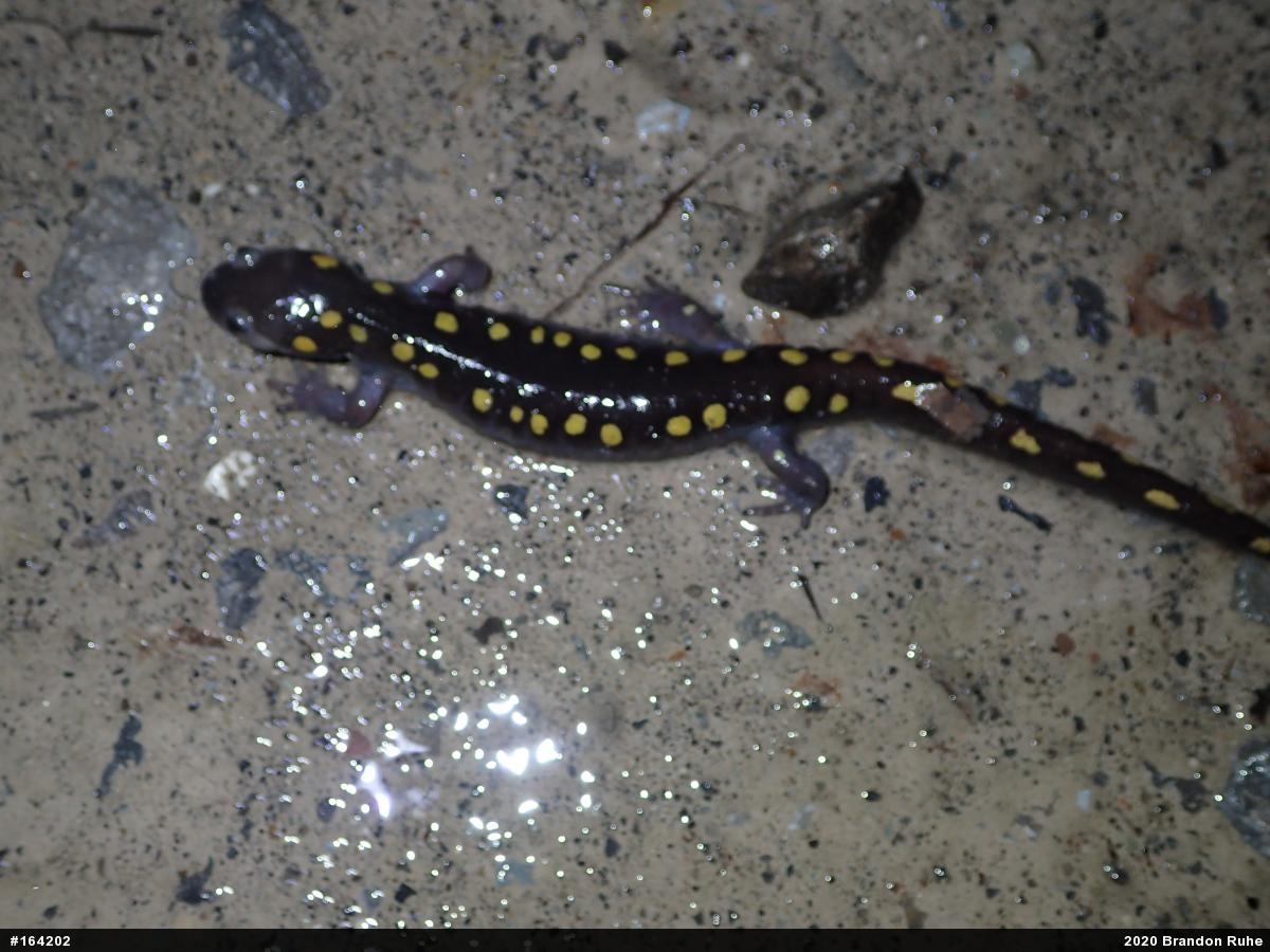 Spotted Salamander