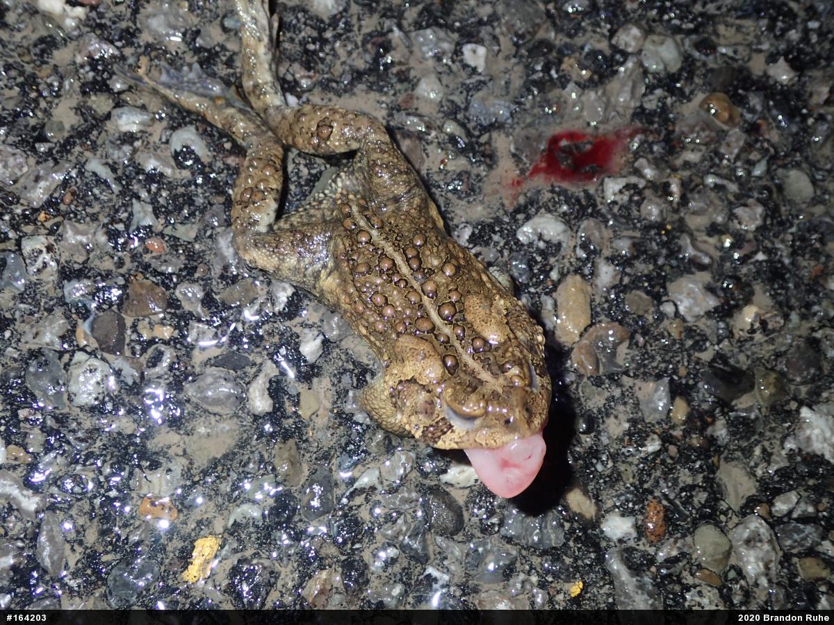 Eastern American Toad