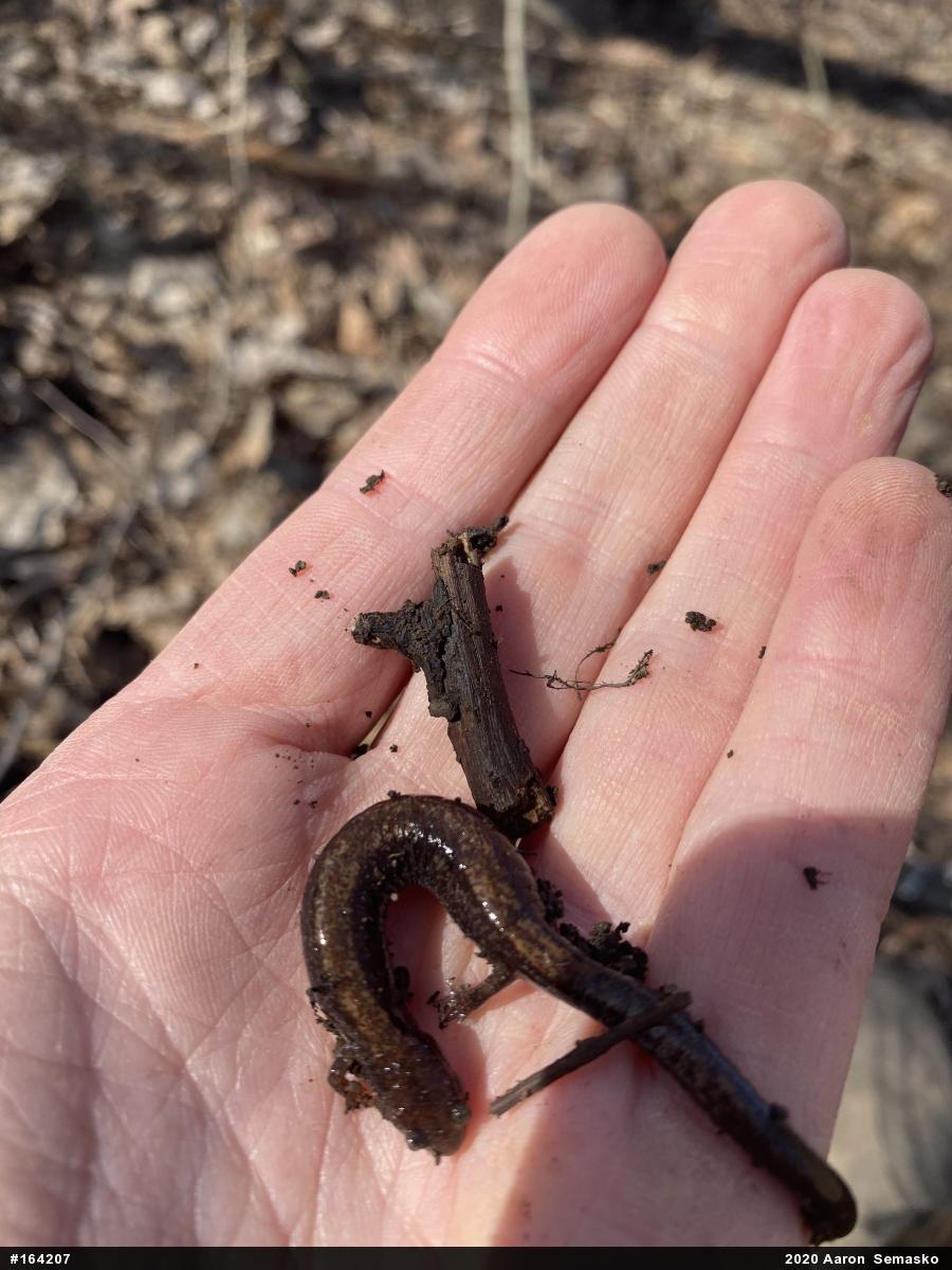 Eastern Red-backed  Salamander