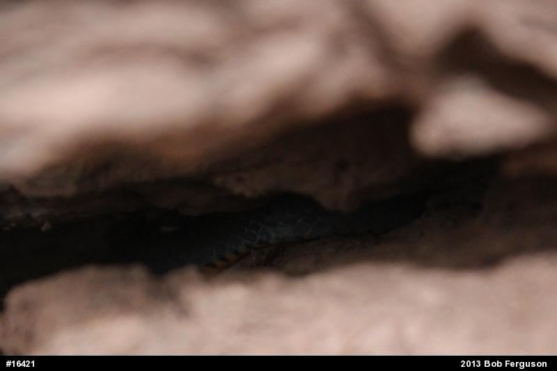 Northern Ring-necked Snake