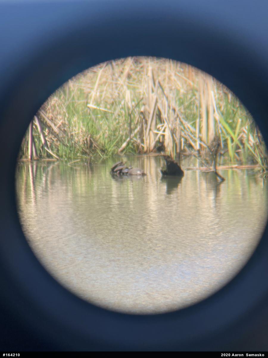 Painted Turtle