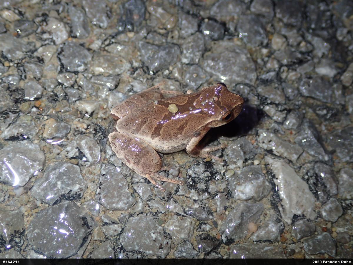 Spring Peeper