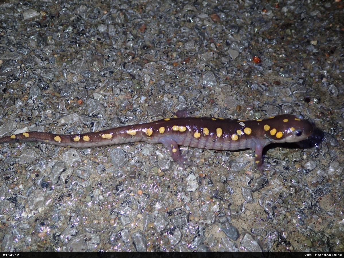 Spotted Salamander