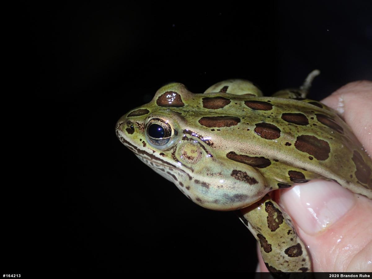 Northern Leopard Frog