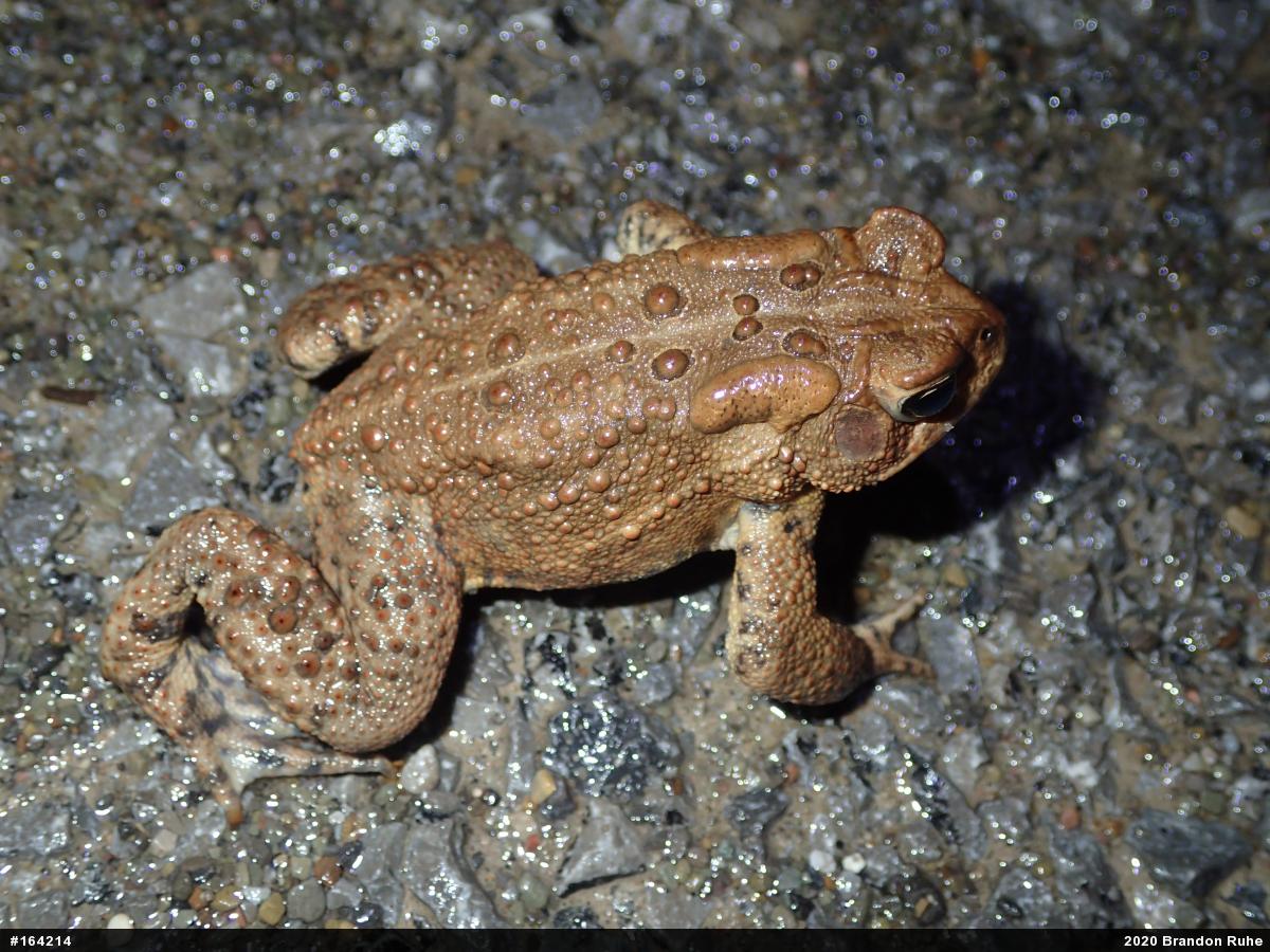 Eastern American Toad