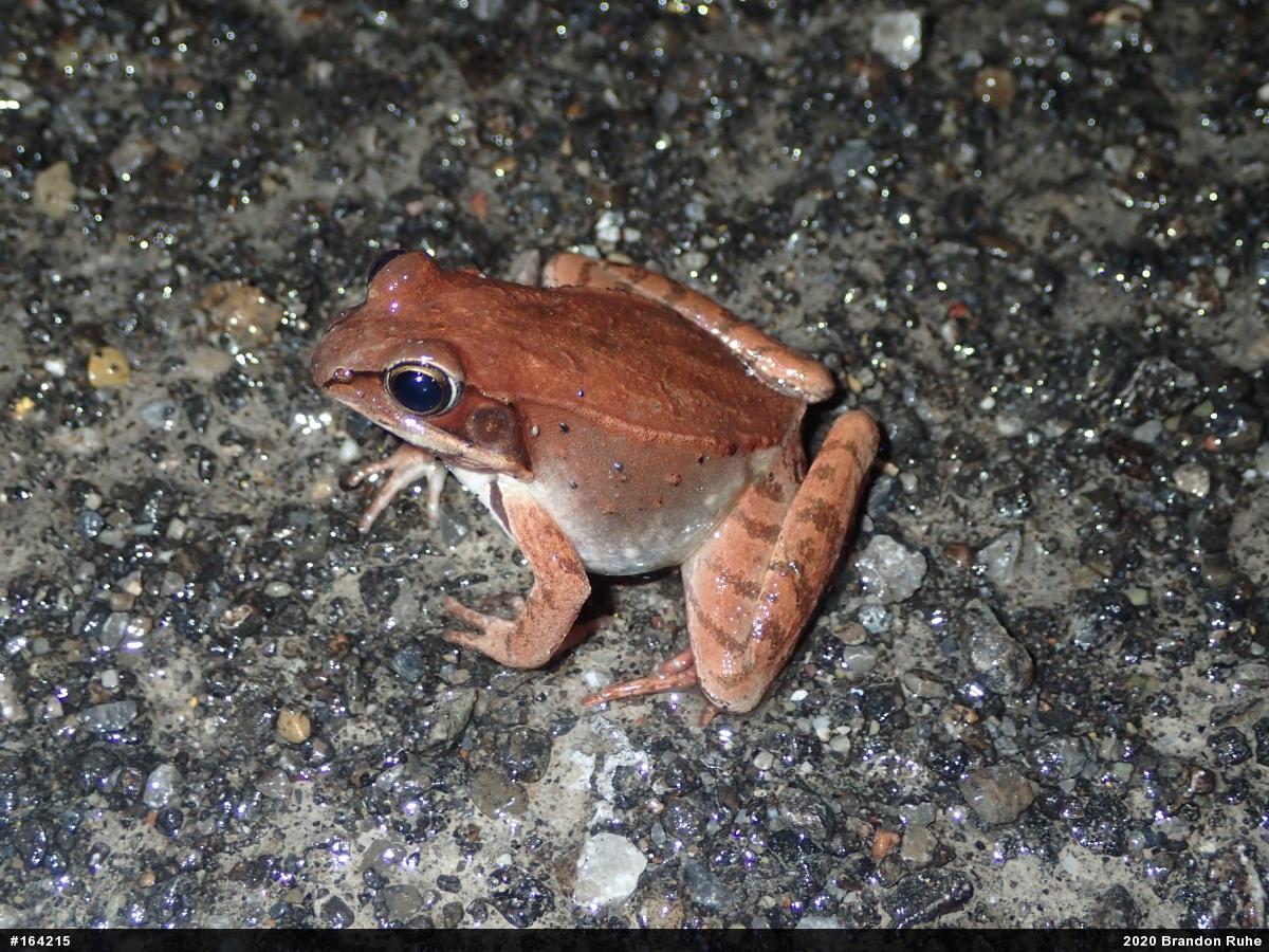 Wood Frog
