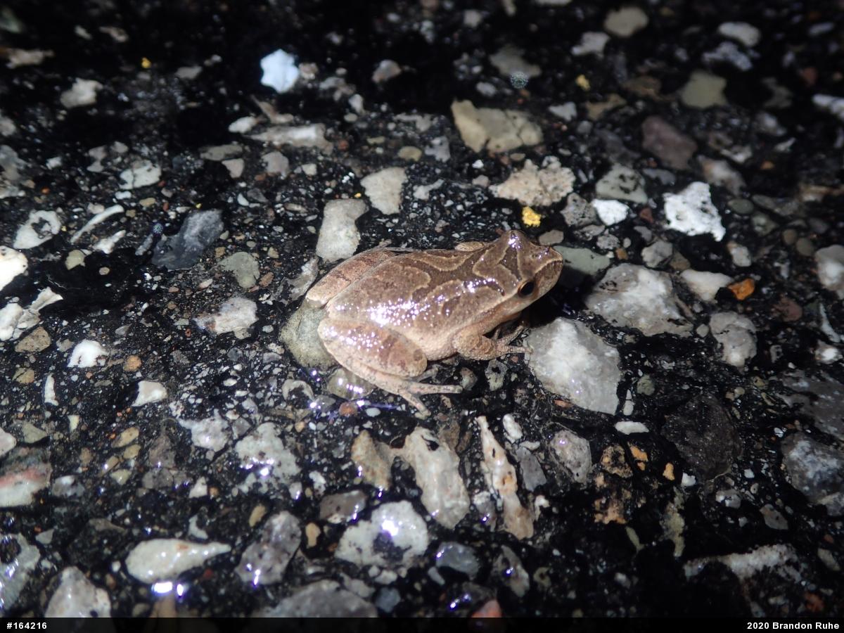 Spring Peeper