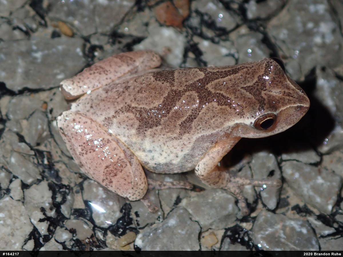 Spring Peeper