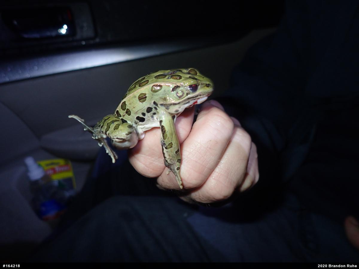 Northern Leopard Frog