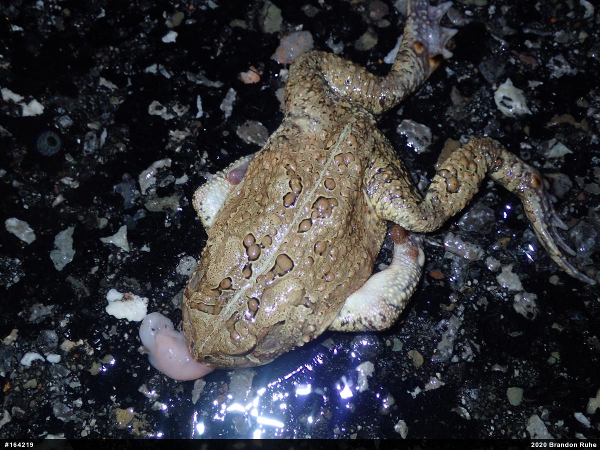 Eastern American Toad