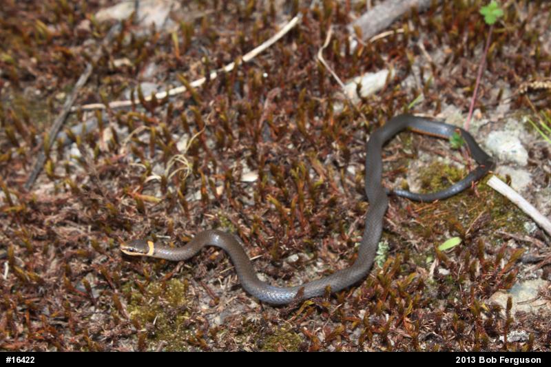 Northern Ring-necked Snake