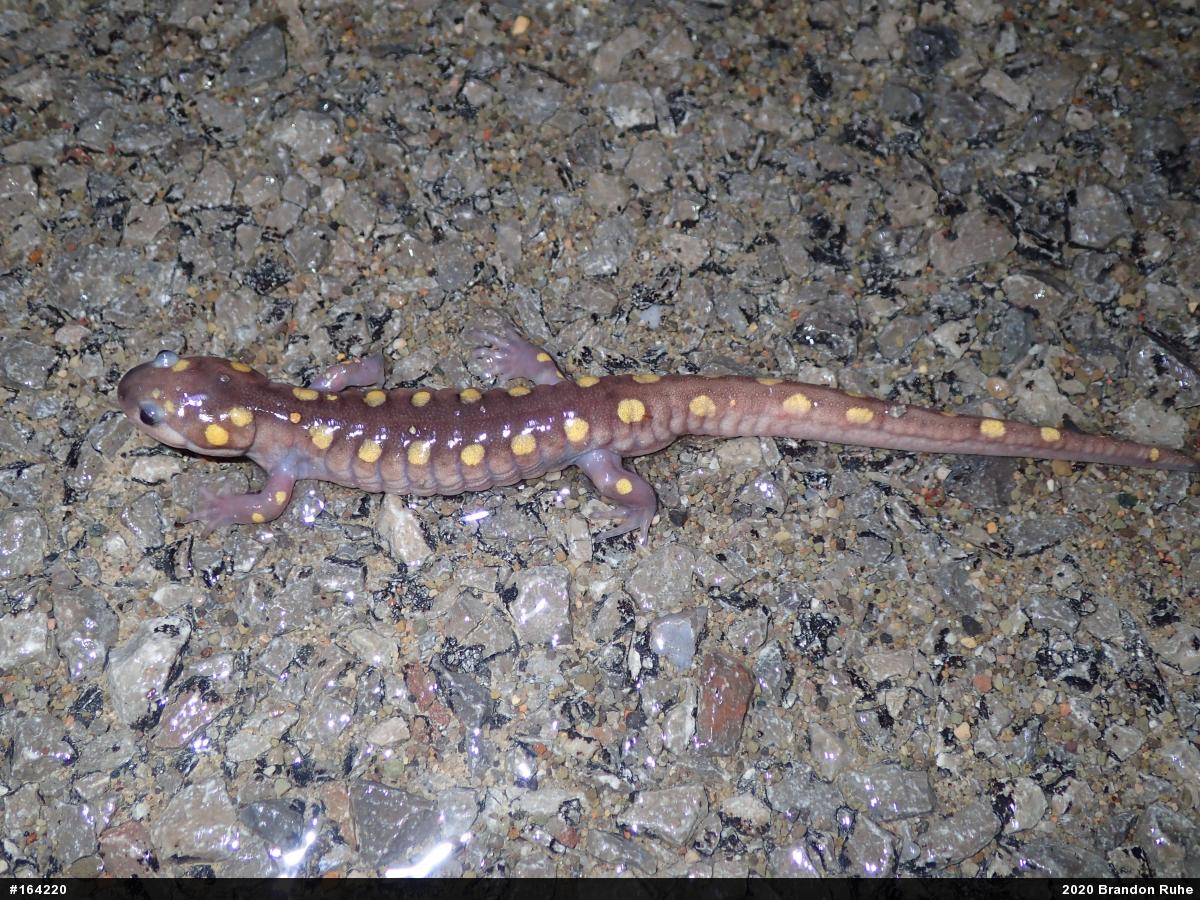 Spotted Salamander