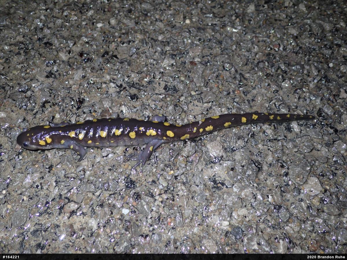 Spotted Salamander