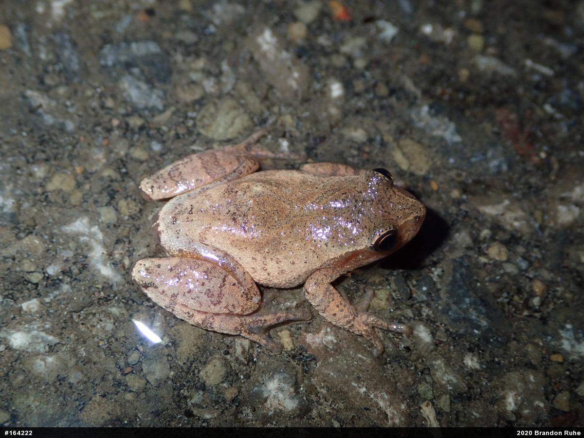 Spring Peeper