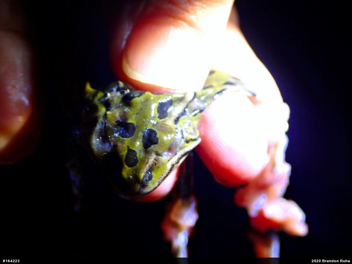 Northern Leopard Frog