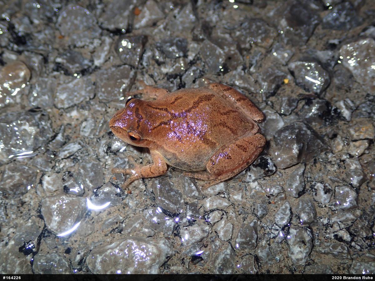 Spring Peeper