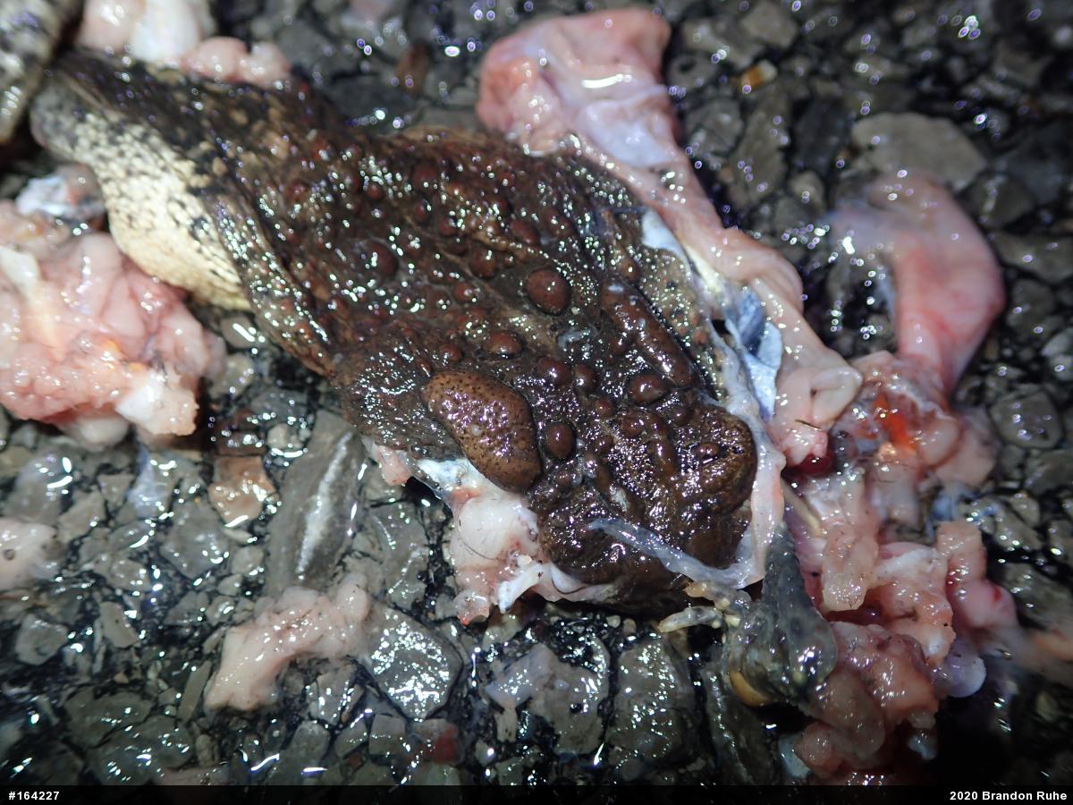 Eastern American Toad