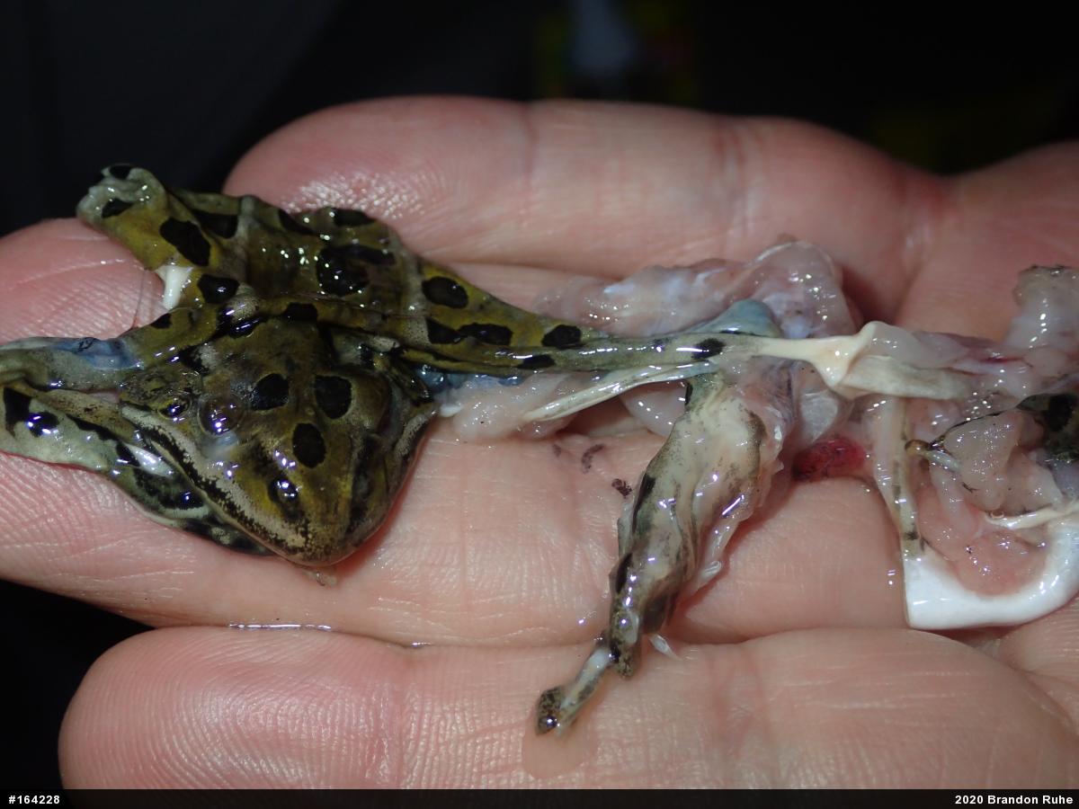 Northern Leopard Frog