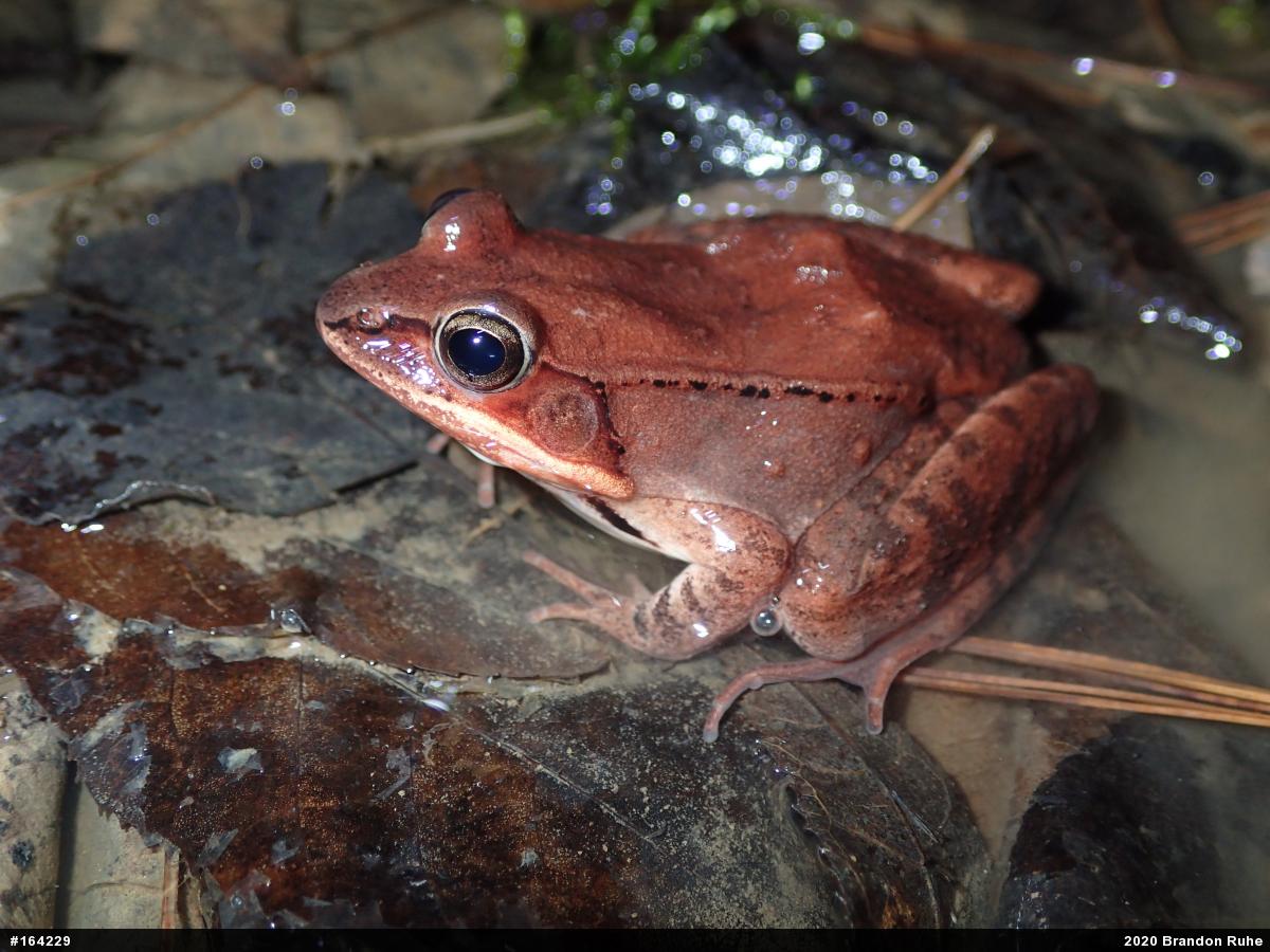 Wood Frog