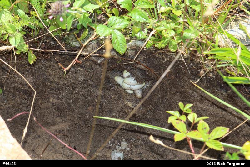 Smooth Greensnake